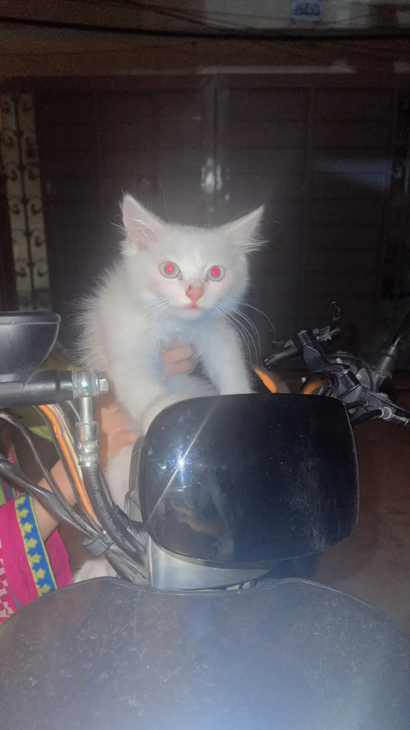 Male pure persion kitten — photo 2