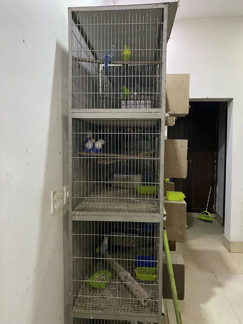 Birds cages for sale