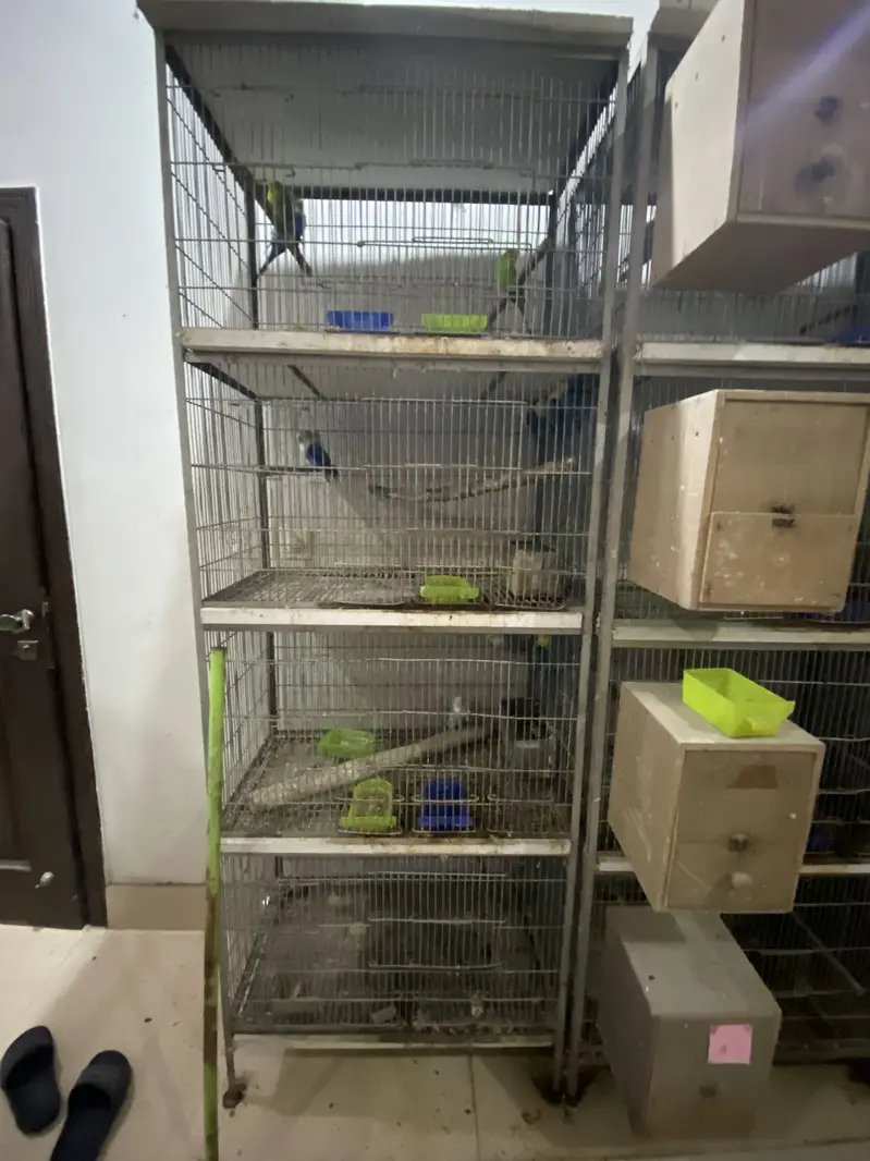 Birds cages for sale — photo 3