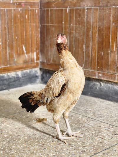lakhi aseel pathi / aseel hen