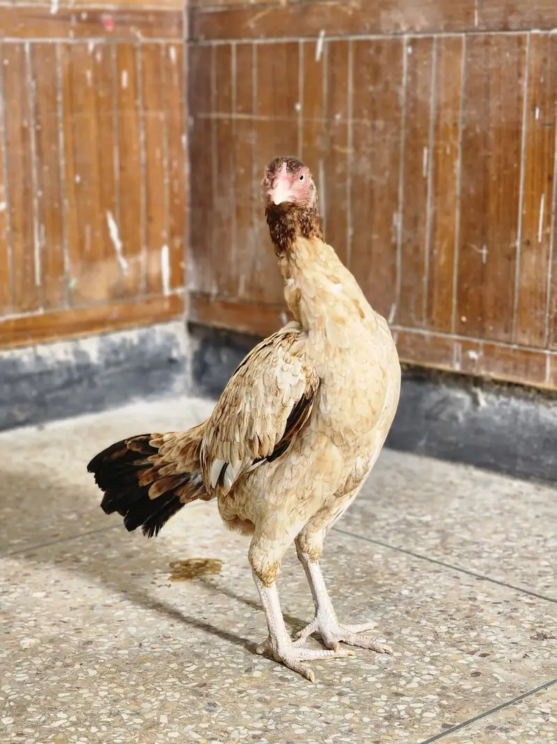 lakhi aseel pathi / aseel hen
