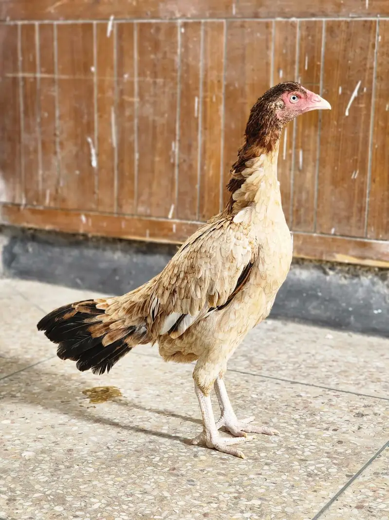 lakhi aseel pathi / aseel hen — photo 2
