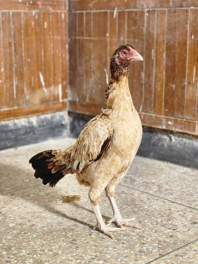 lakhi aseel pathi / aseel hen