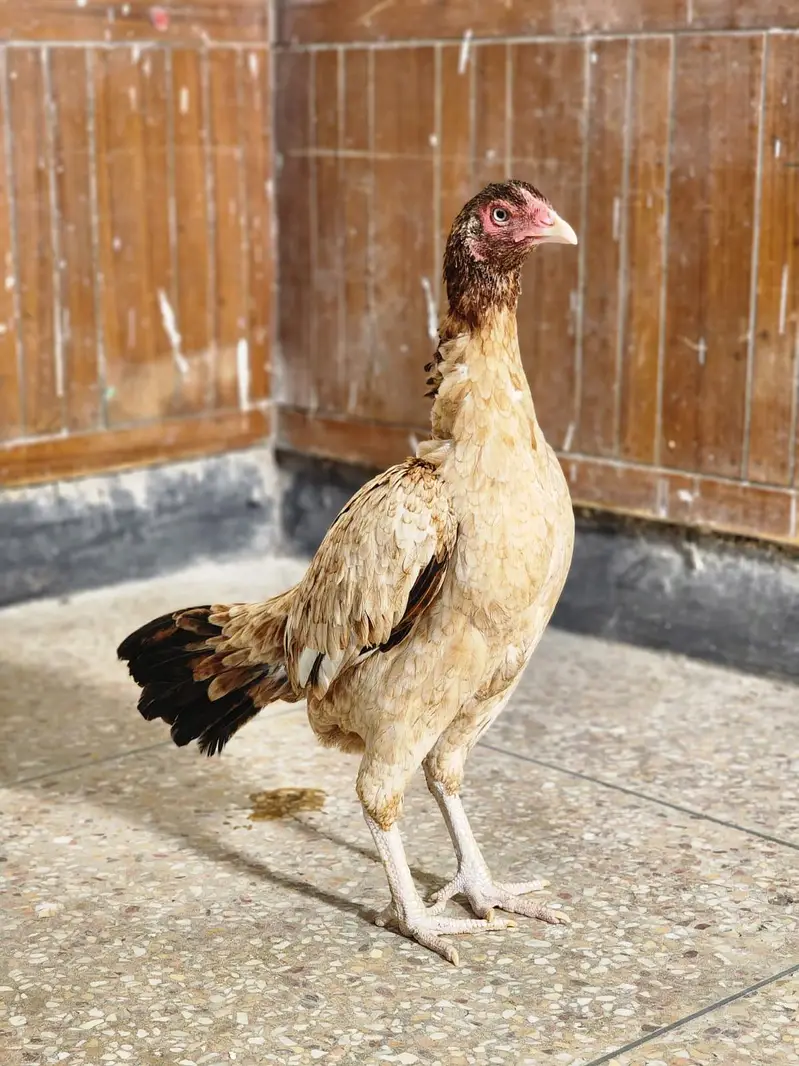 lakhi aseel pathi / aseel hen — photo 3