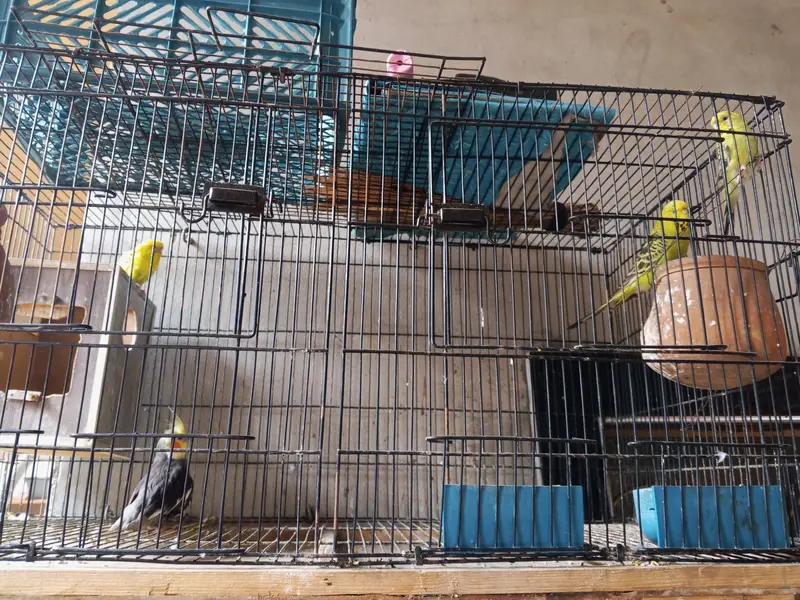 Australian parrot jumbo green parrot pair — photo 2