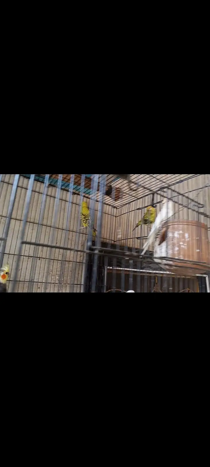 Australian parrot jumbo green parrot pair — photo 3