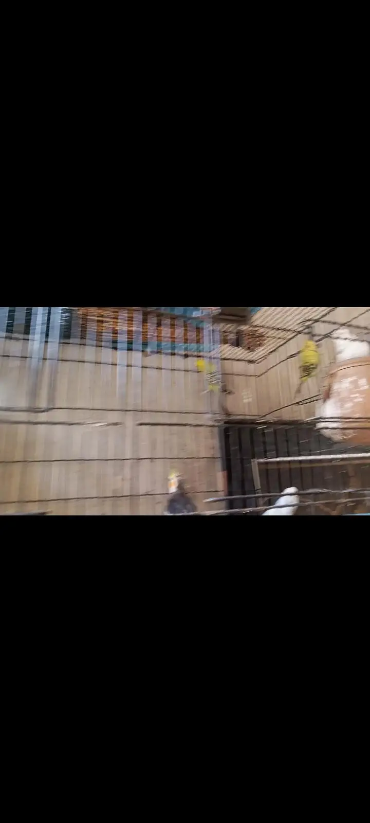 Australian parrot jumbo green parrot pair — photo 4