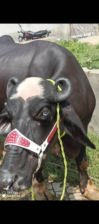 first timer jhoti for sale