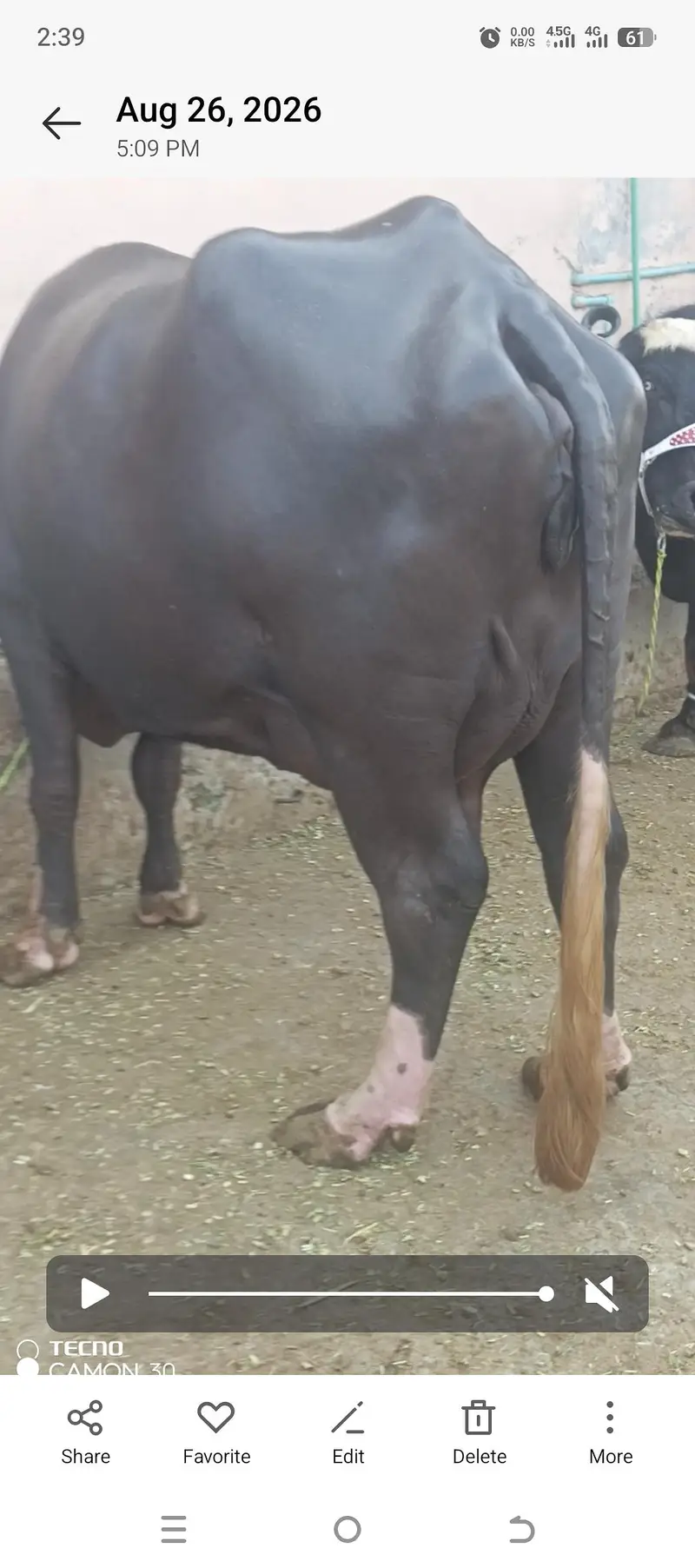 first timer jhoti for sale — photo 2