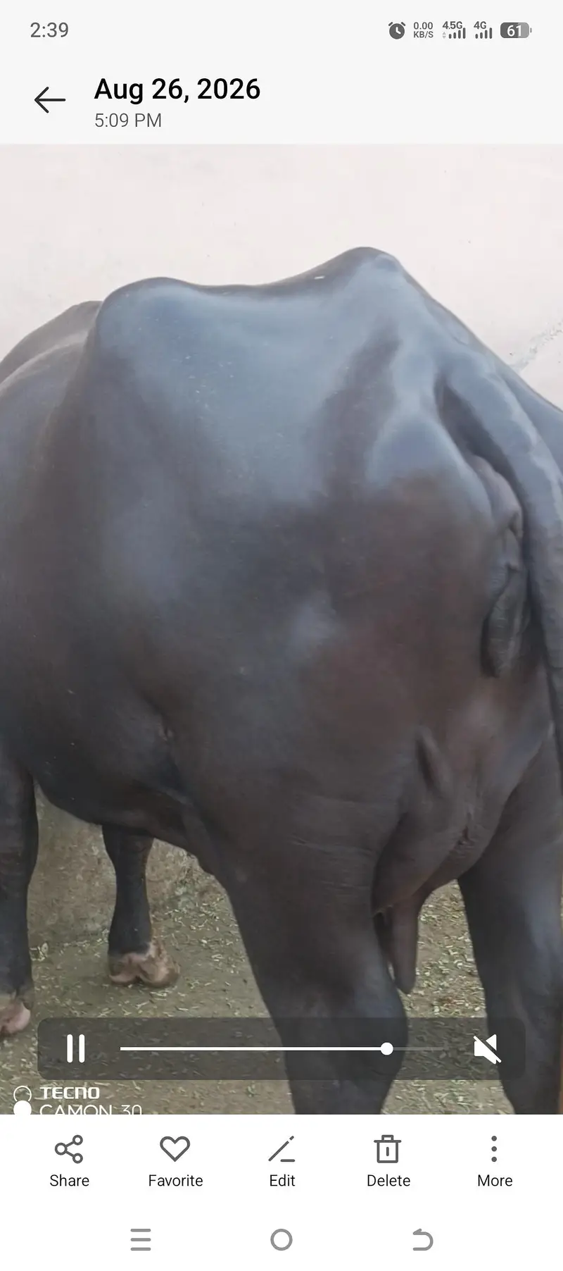 first timer jhoti for sale — photo 3