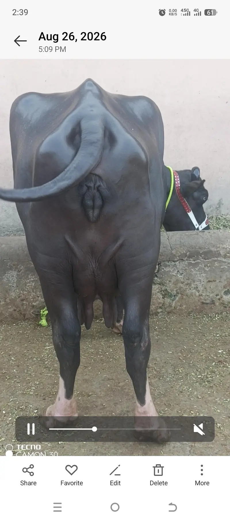 first timer jhoti for sale — photo 4