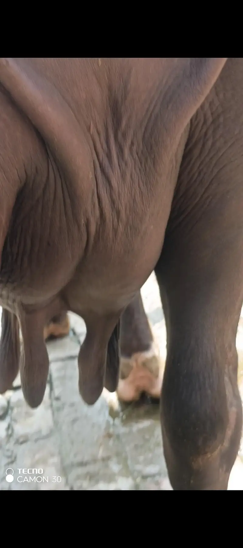 first timer jhoti for sale — photo 7