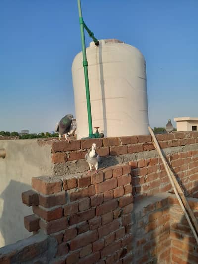 1 year old rasser Pigeons for sale