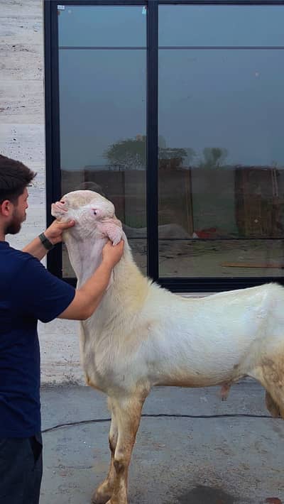 Available for stud / bakriyan for sale