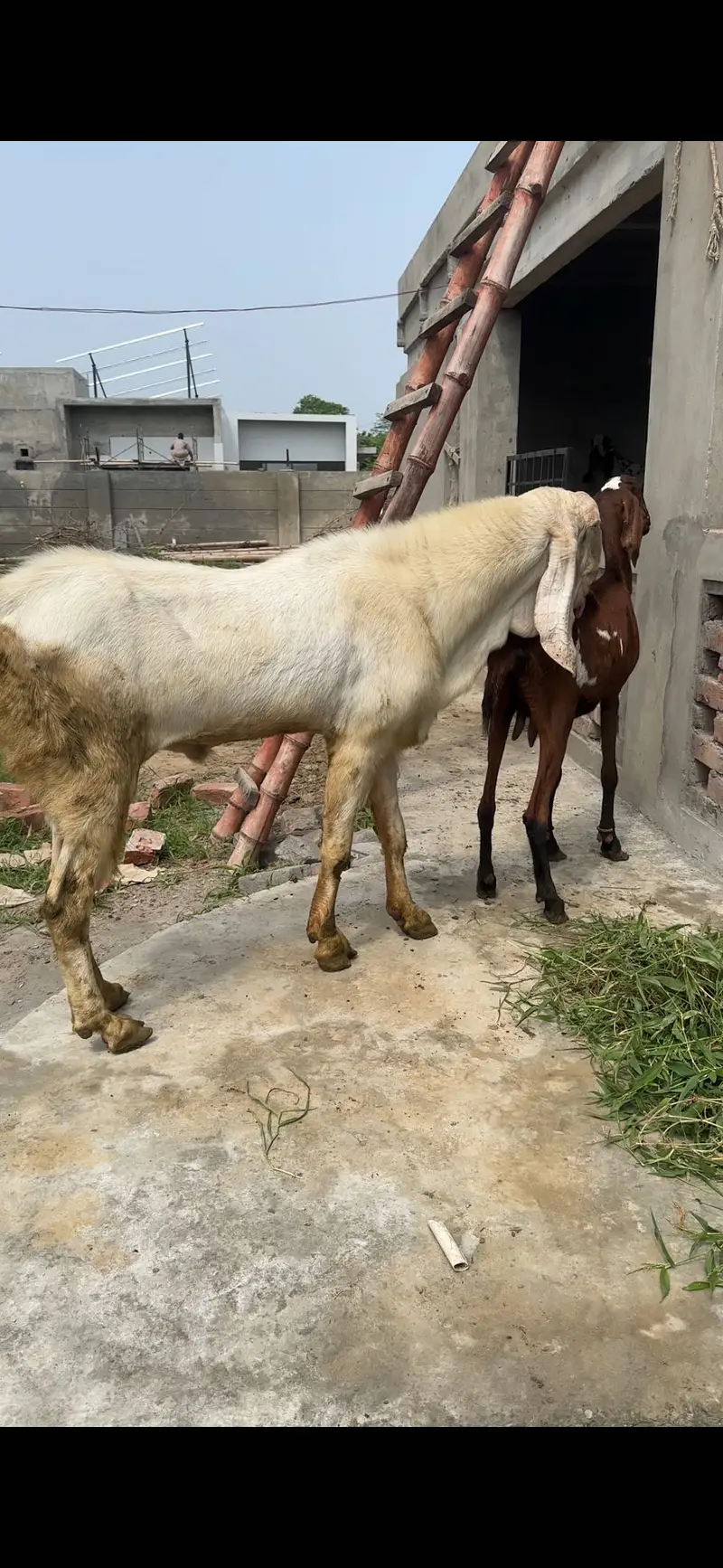 Available for stud / bakriyan for sale — photo 2