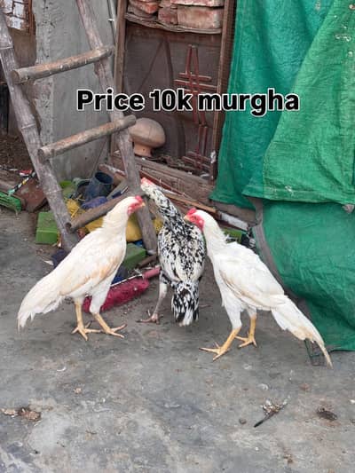 White Heera aseel pakistani