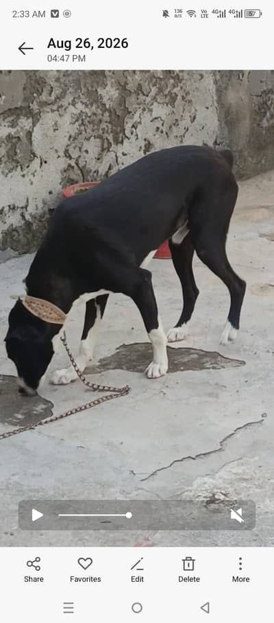 bakarwal dog
