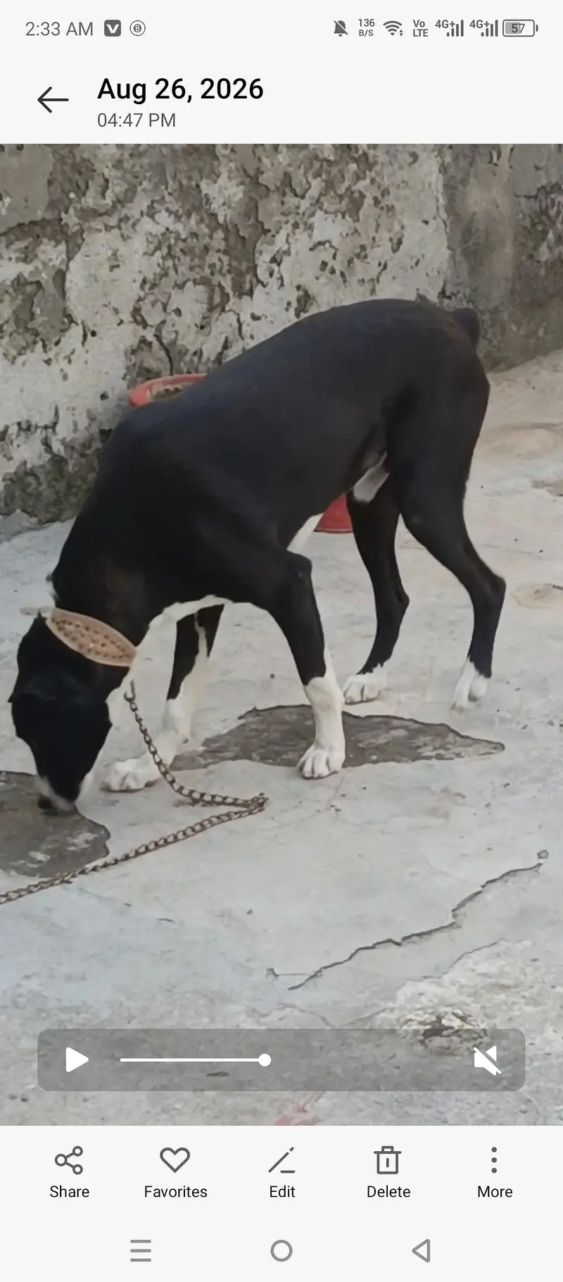 bakarwal dog