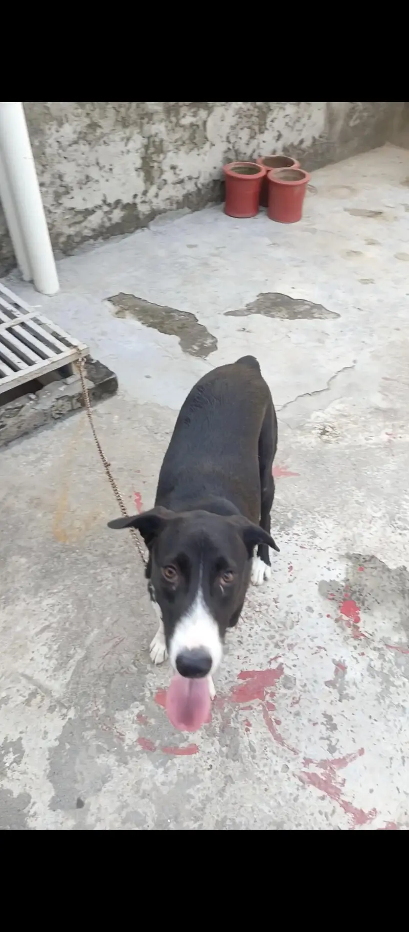 bakarwal dog — photo 2