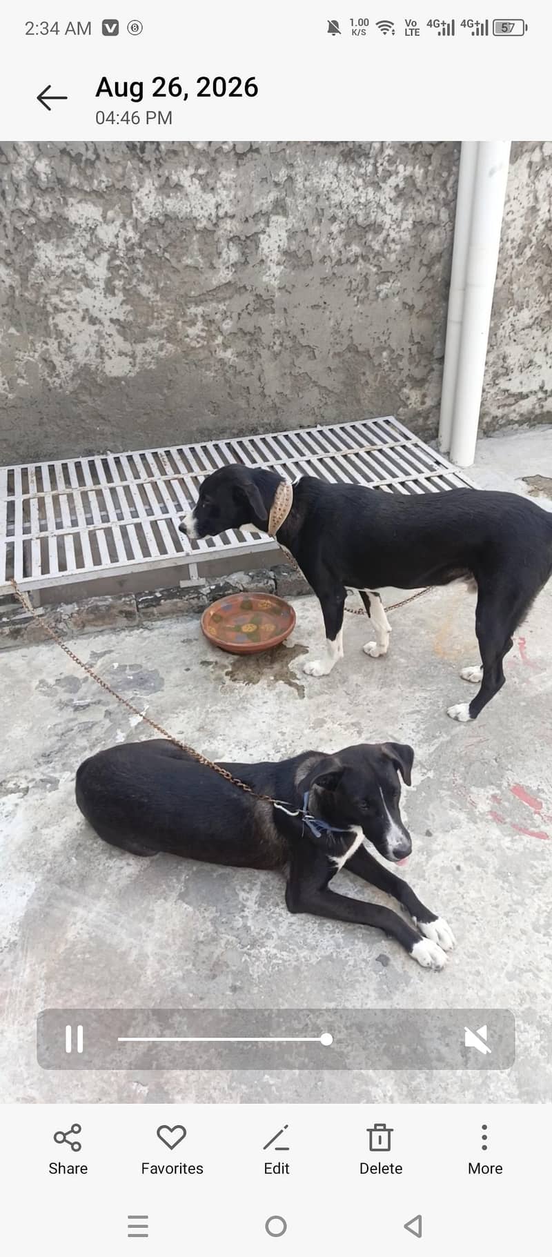 bakarwal dog 2