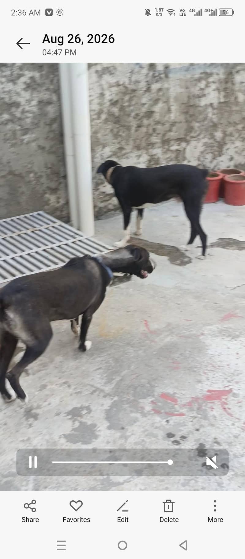 bakarwal dog 3