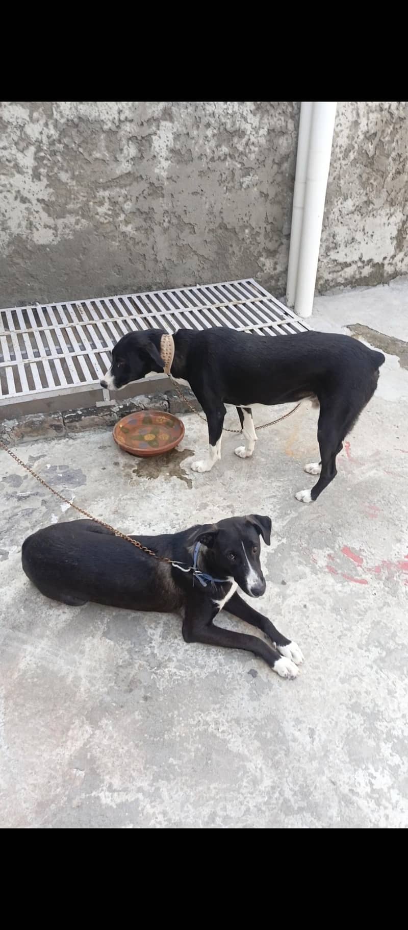 bakarwal dog 4