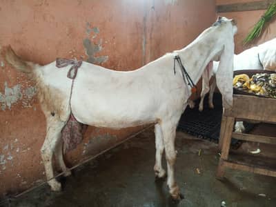 gulabi ablak bakri 2 bacho k sath dhod bhi deti hai
