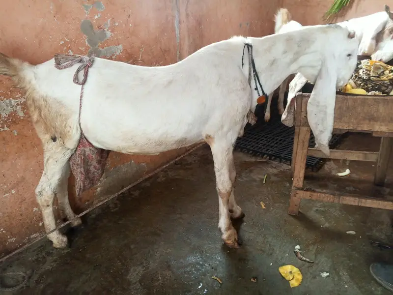 gulabi ablak bakri 2 bacho k sath dhod bhi deti hai — photo 2