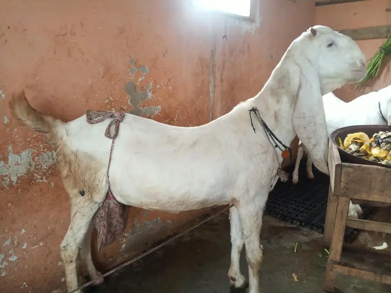 gulabi ablak bakri 2 bacho k sath dhod bhi deti hai — photo 3