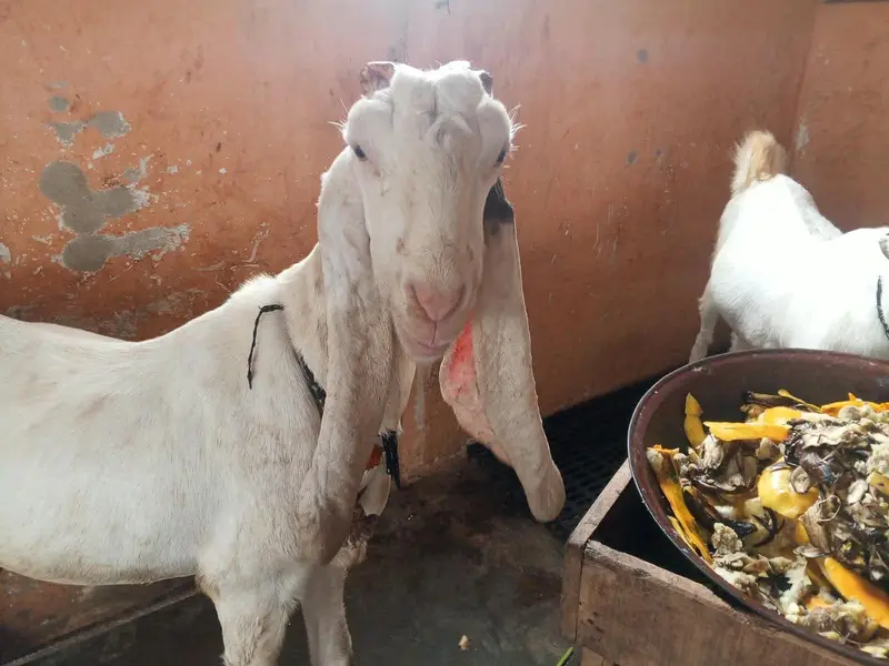 gulabi ablak bakri 2 bacho k sath dhod bhi deti hai — photo 4