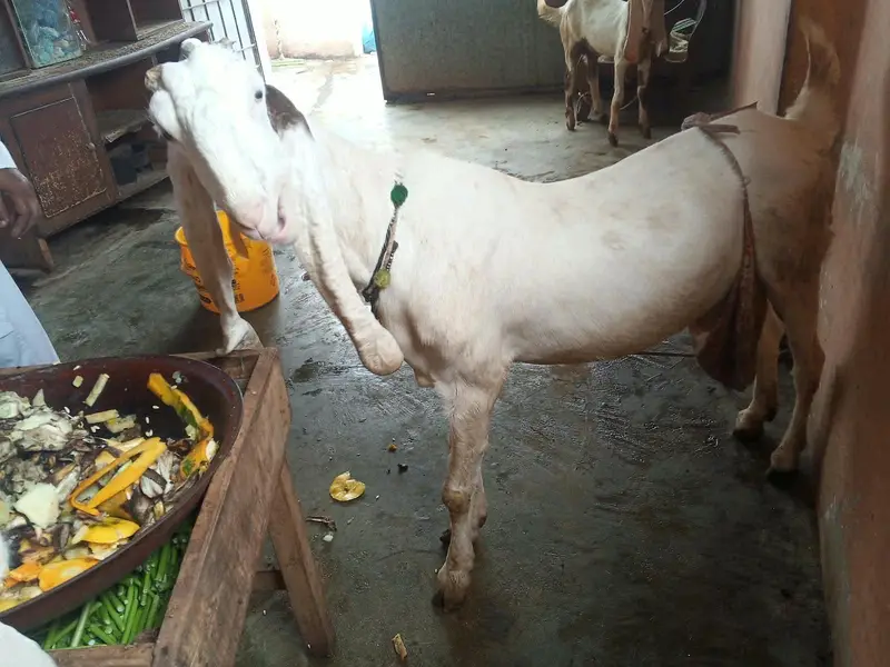 gulabi ablak bakri 2 bacho k sath dhod bhi deti hai — photo 5