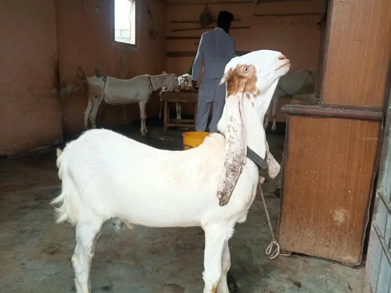 gulabi ablak bakri 2 bacho k sath dhod bhi deti hai — photo 6