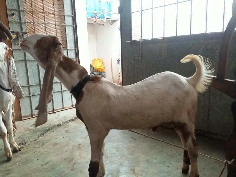 gulabi ablak bakri 2 bacho k sath dhod bhi deti hai — photo 7