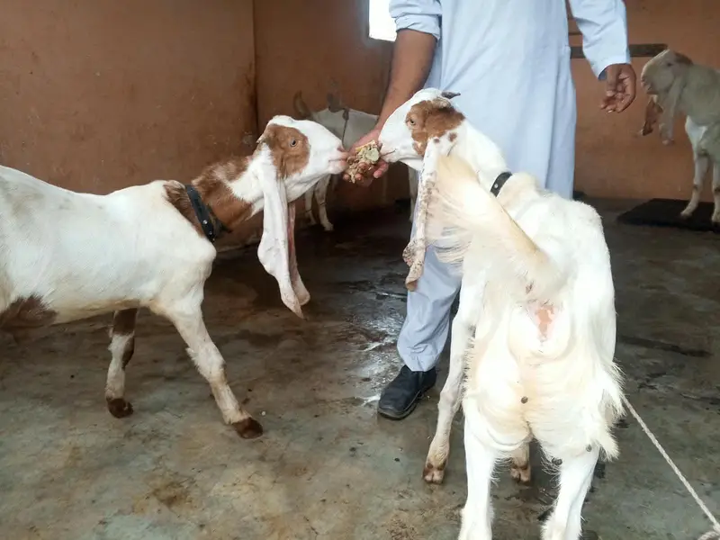 gulabi ablak bakri 2 bacho k sath dhod bhi deti hai — photo 8