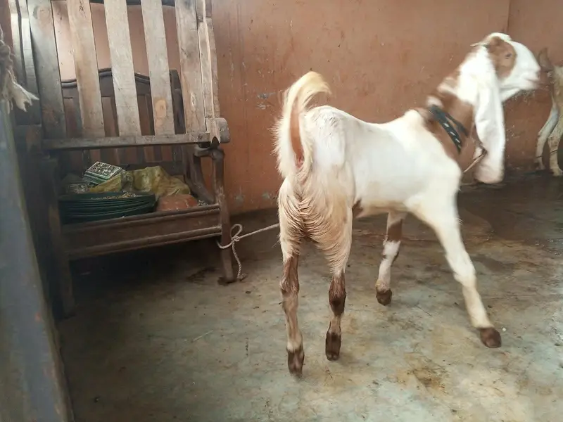 gulabi ablak bakri 2 bacho k sath dhod bhi deti hai — photo 9