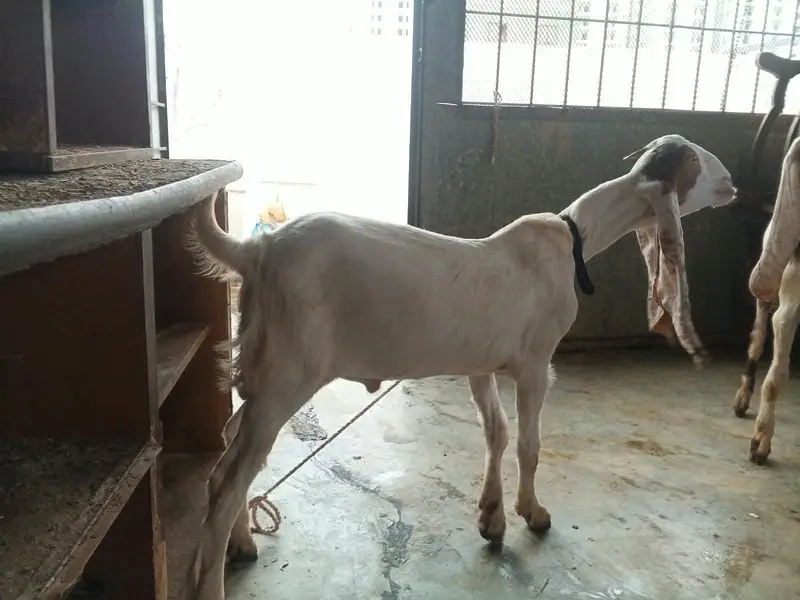 gulabi ablak bakri 2 bacho k sath dhod bhi deti hai — photo 10