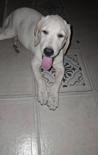 British Labrador (Female) 3 months puppy