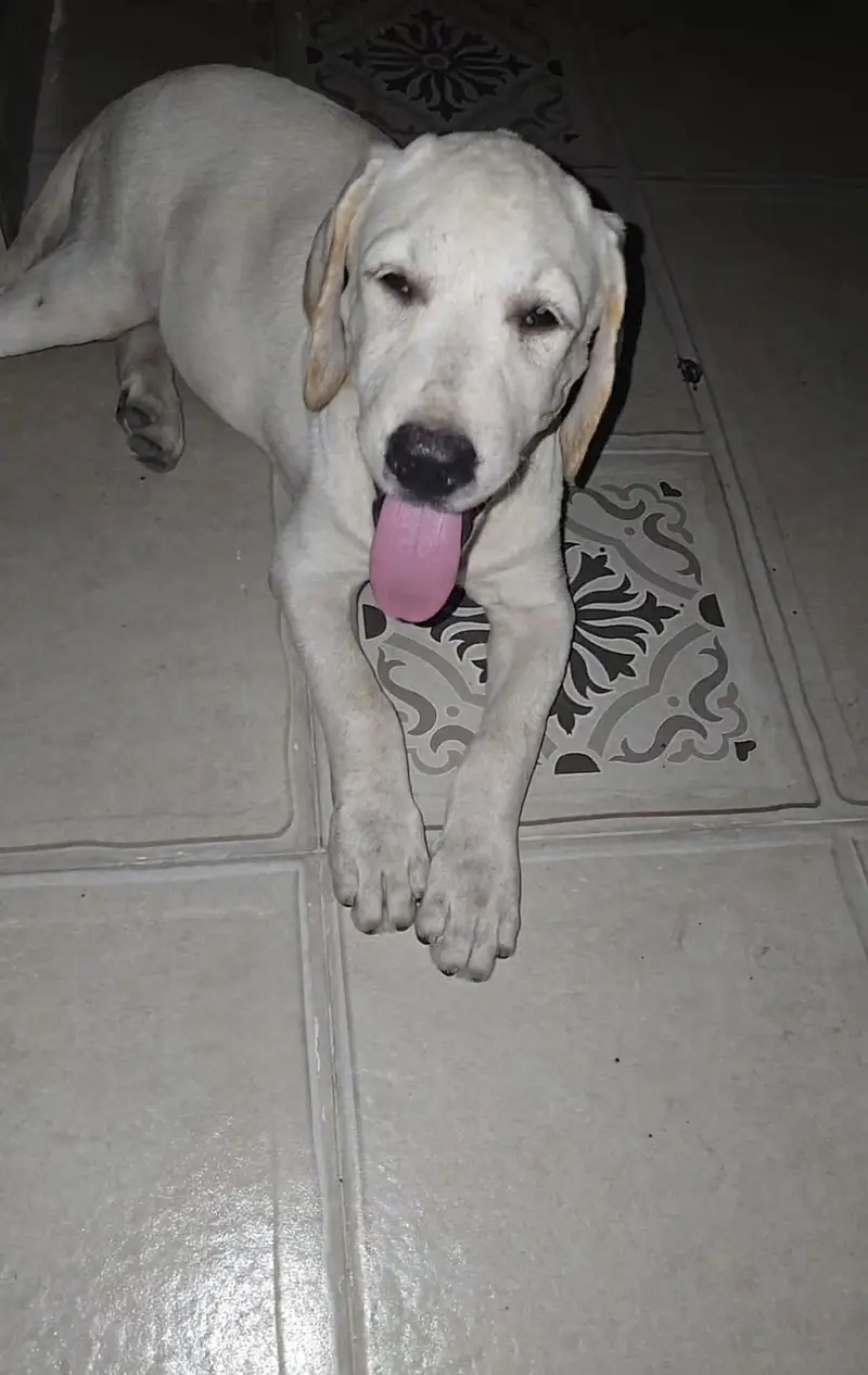 British Labrador (Female) 3 months puppy
