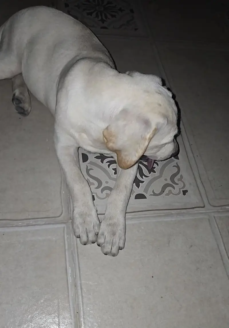 British Labrador (Female) 3 months puppy — photo 2
