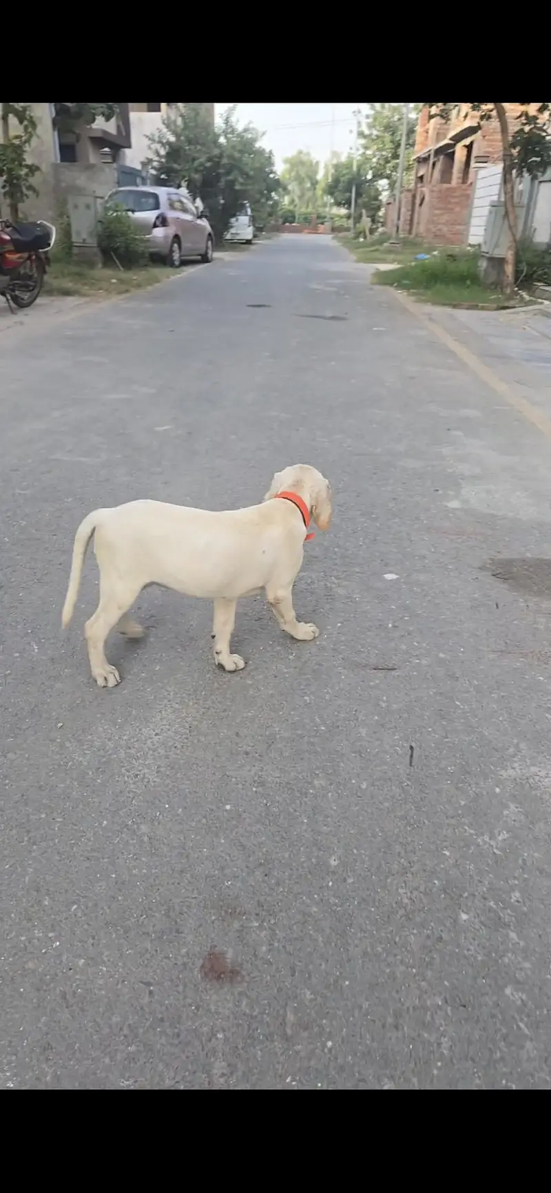 British Labrador (Female) 3 months puppy — photo 3
