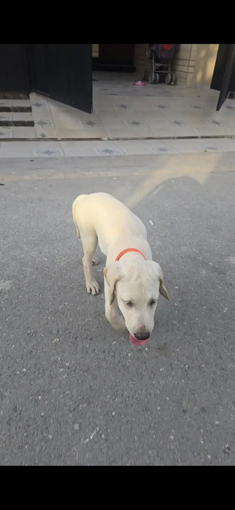 British Labrador (Female) 3 months puppy — photo 4