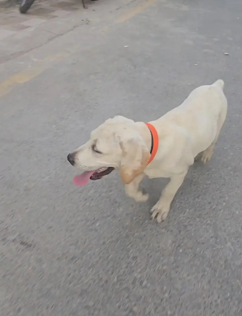 British Labrador (Female) 3 months puppy — photo 5