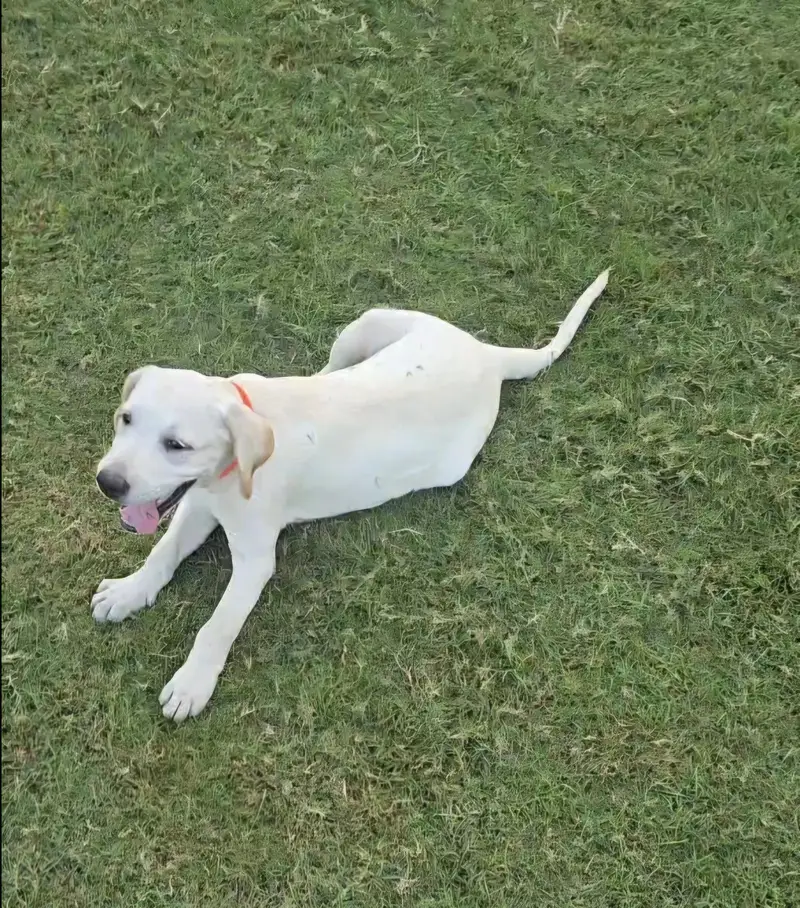 British Labrador (Female) 3 months puppy — photo 6