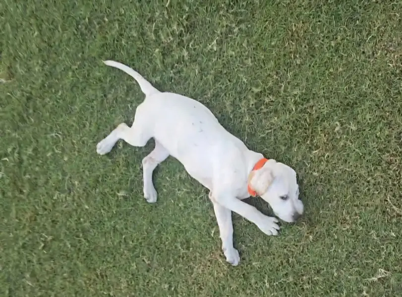 British Labrador (Female) 3 months puppy — photo 7