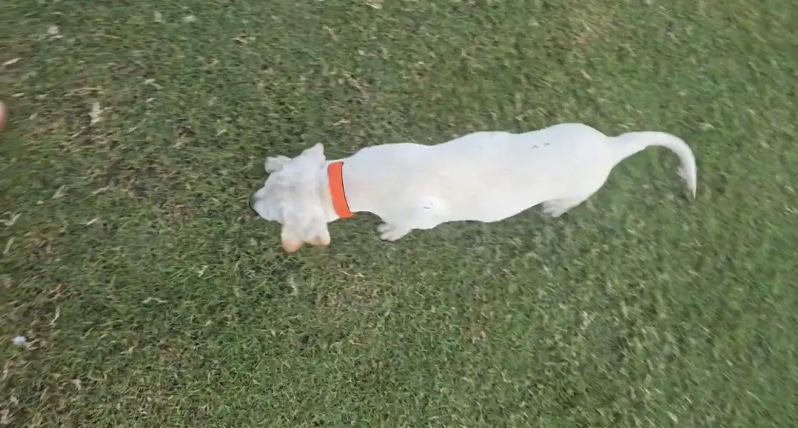 British Labrador (Female) 3 months puppy — photo 8