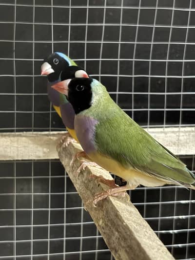Gouldian Finches Breeder Pairs For Sale