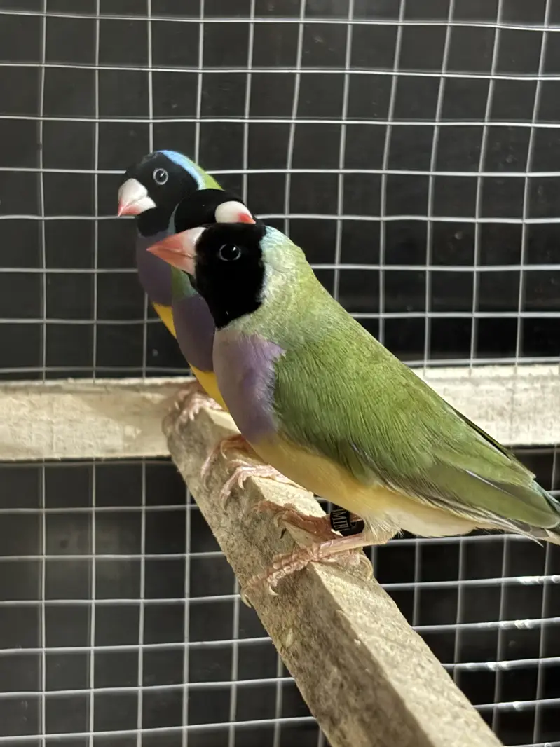 Gouldian Finches Breeder Pairs For Sale