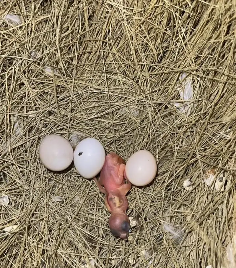 Gouldian Finches Breeder Pairs For Sale — photo 2