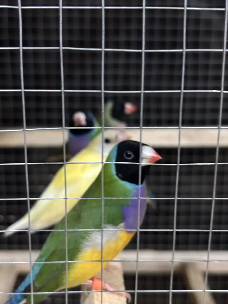 Gouldian Finches Breeder Pairs For Sale — photo 4