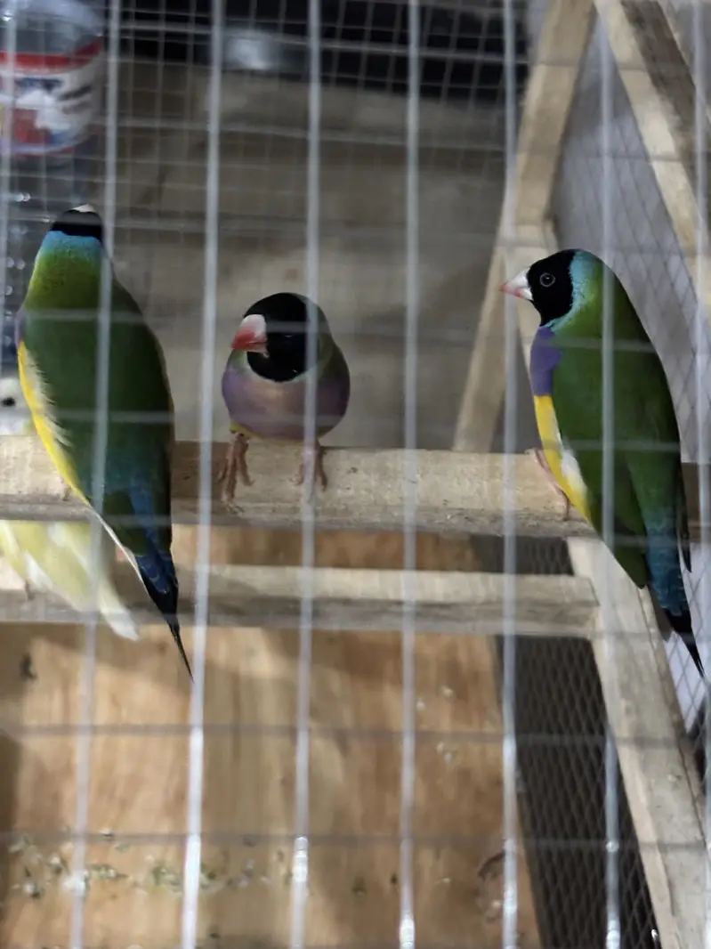 Gouldian Finches Breeder Pairs For Sale — photo 5
